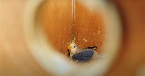 dexter's world birds.